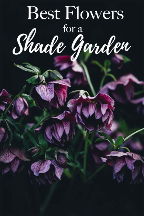 The Best Flowers for a Shade Garden with Year-Round Appeal