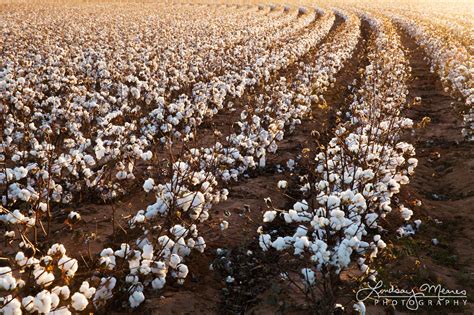 The Endless Cotton Fields Of West Texas Travlin Photography