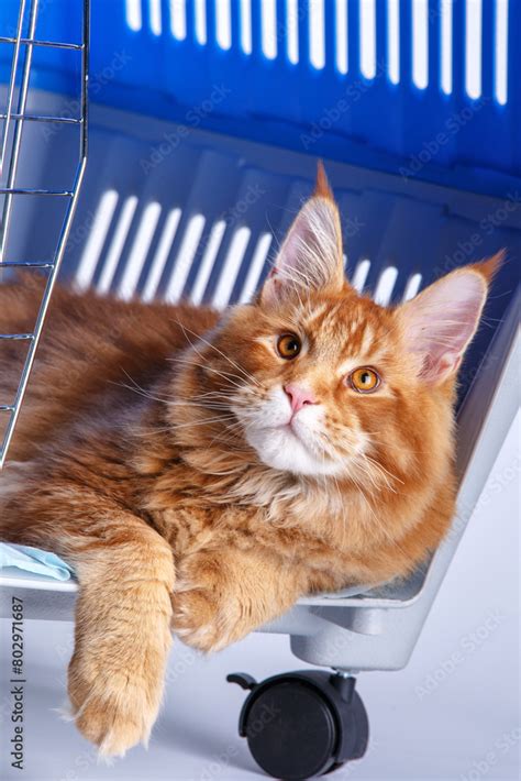 Cat Breed Maine Coon Ginger Colored Lies In The Carrier For Cats