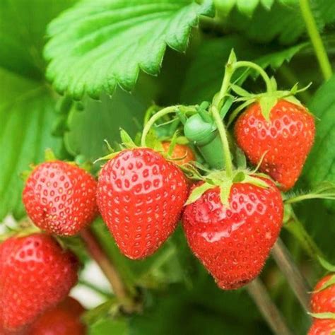 Honeoye Strawberry Bare Roots (Junebearing) | For Growers Red Berries Seed USA Garden Growing ...