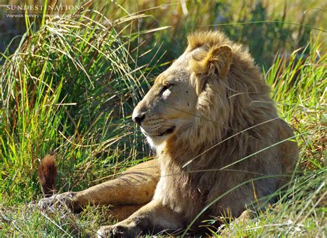 Xobega Swamp Lions Sun Destinations Safari