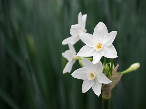 Royalty Free Paperwhite Narcissus Pictures, Images and Stock Photos ...