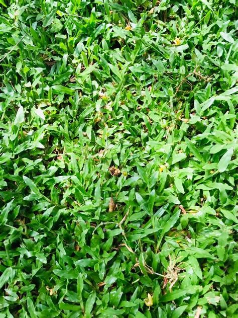 Green Natural Pearl Grass For Garden 4 Feet At Best Price In Trichur