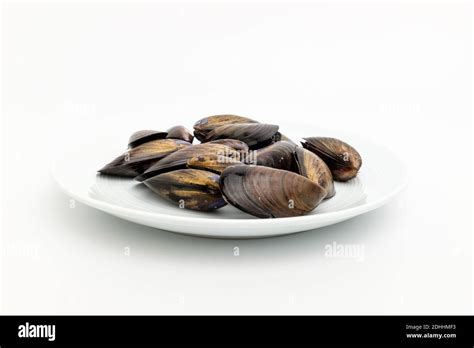 Mussel Shells Seafood Hi Res Stock Photography And Images Alamy