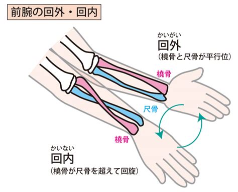 手の関節とその動きの説明です。 神戸元町リリーフ整体院