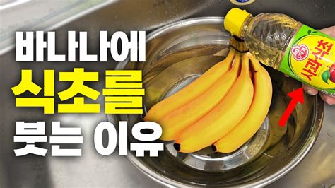 2주 넘게 멀쩡하게 바나나 보관방법 날파리 꼬임없는 바나나 꿀팁 냉장고 바나나 보관법 Youtube