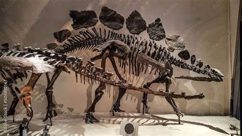 Stegosaurus Fossil