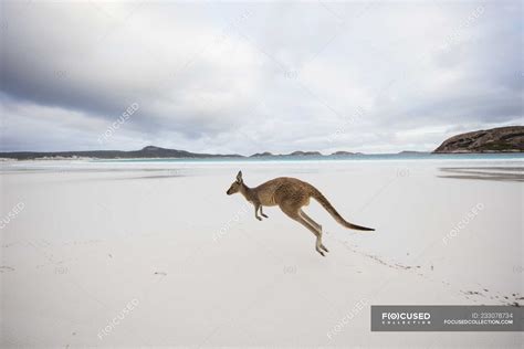 Kangaroo Jumping On Beach Lucky Bay Esperance Western Australia