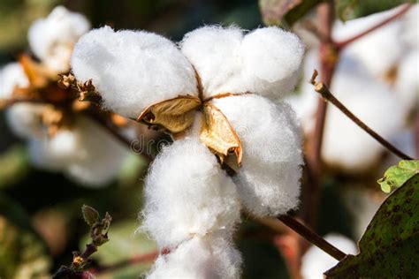 COTTON PLANT FLOWER CLOSE UP on a WILD FIELD Stock Photo - Image of ...