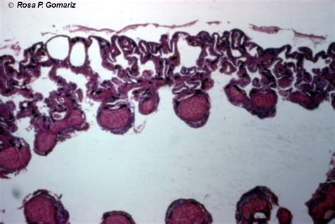 Bioimagen Pulmón de anfibio Autor Rosa