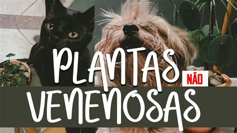 DEZ PLANTAS SEGURAS PARA GATOS E CACHORROS plantas não venenosas