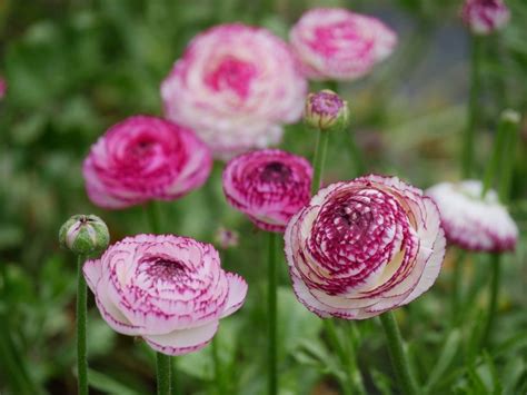 The Arrival Of Spring Ranunculus Flowers — Ranunculus Flowers