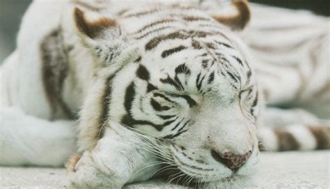 ホワイトタイガーがいる動物園は？日本ではここで会える！