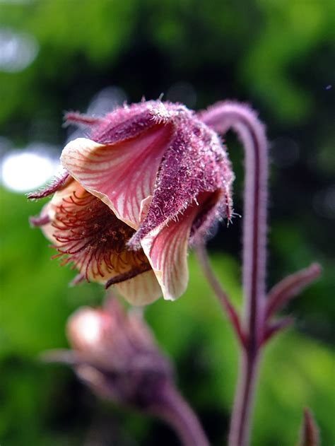 Geum Rivale Rosaceae Image At Phytoimages Siu Edu