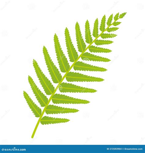 Green fern leaf stock vector. Illustration of natural - 272593904