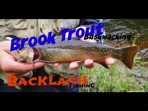 New Brunswick Brook Trout Fishing Youtube