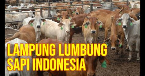 Peternakan Sapi Terbesar Indonesia