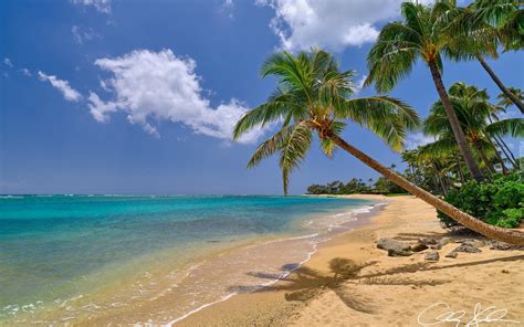 Palmy pochylone nad plażą na hawajskiej wyspie Oahu