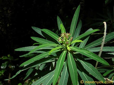 Image Collection Of Wild Vascular Plants Euphorbia Mellifera