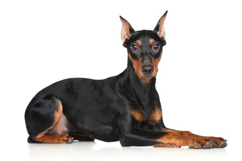 Pinscher Allemand Caract Re Ducation Sant Guide Complet