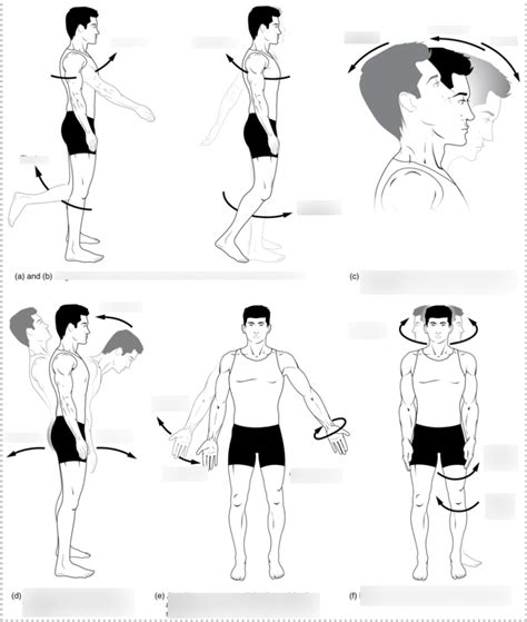 Figure 9.12 Movements of the Body, Part 1 Diagram | Quizlet