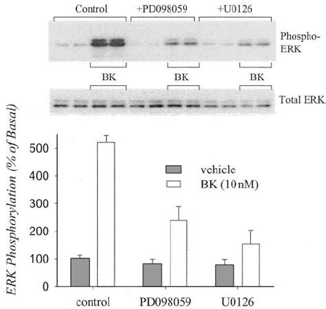 Bradykinin Induced Erk12 Phosphorylation Is Mek12 Depen Dent Download Scientific Diagram