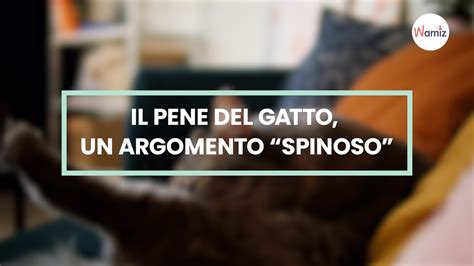 Il Pene Del Gatto Un Argomento Spinoso Video Dailymotion