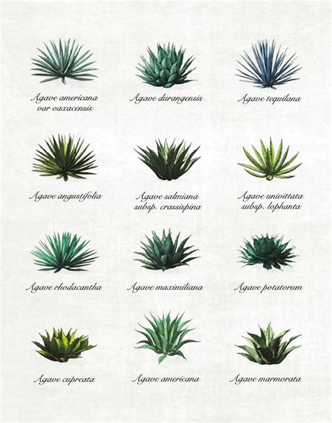 Agave Identification Chart