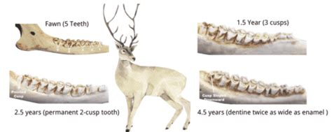 Age Deer By Teeth Chart