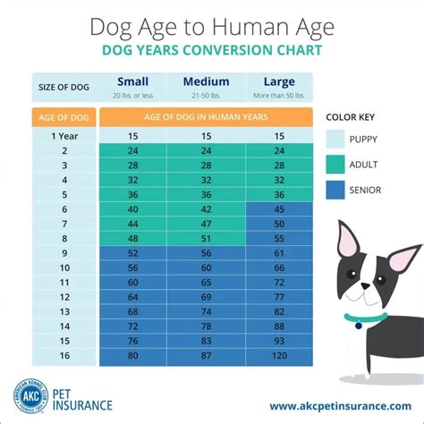Akc Dog Age Chart