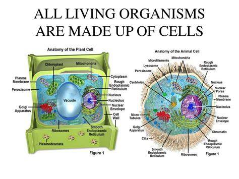 All Living Things Are Made Of Cells Printable