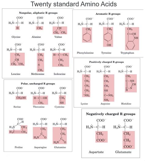 Amino Acid Properties Chart