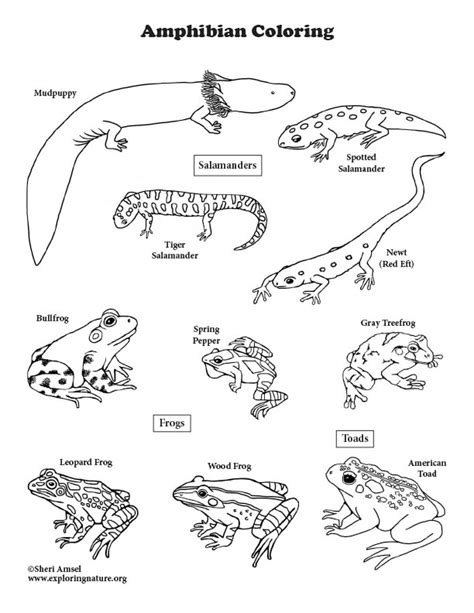 Amphibians Coloring Pages Printable