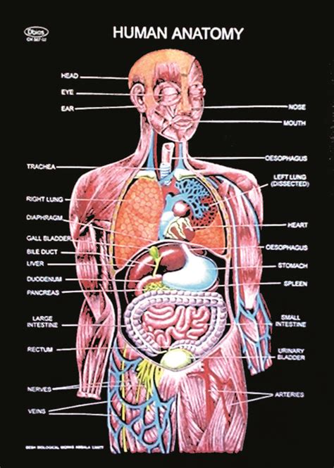 Anatomical Organ Chart