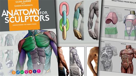 Anatomy For Sculptors Understanding The Human Form
