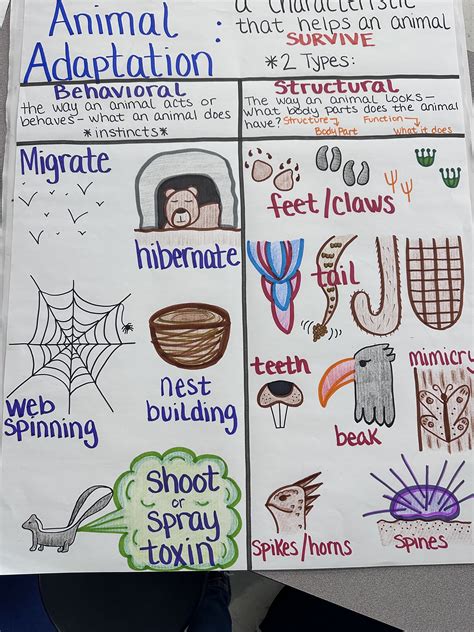Animal Adaptations Anchor Chart