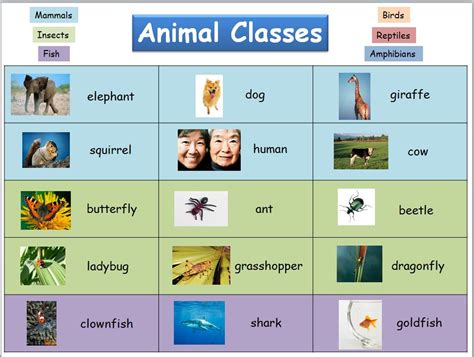 Animal Classes Chart