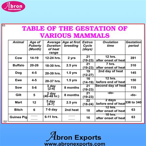 Animal Gestation Period Chart