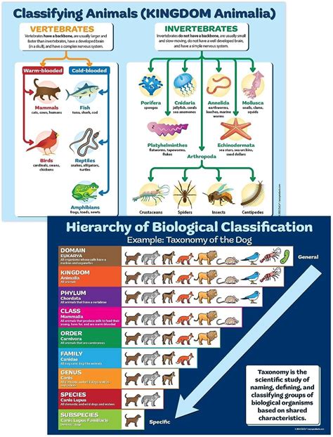 Animal Kingdom Taxonomy Chart