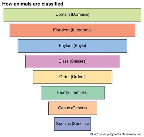 Animal Scientific Classification Chart