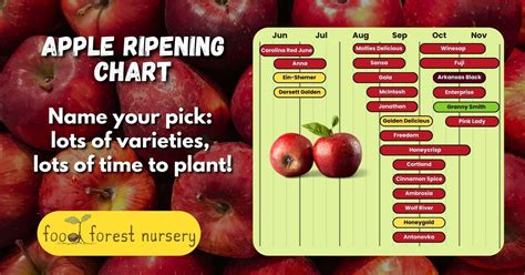Apple Ripeness Chart
