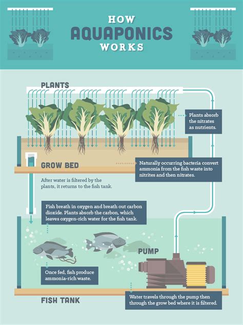 Aquaponics Chart