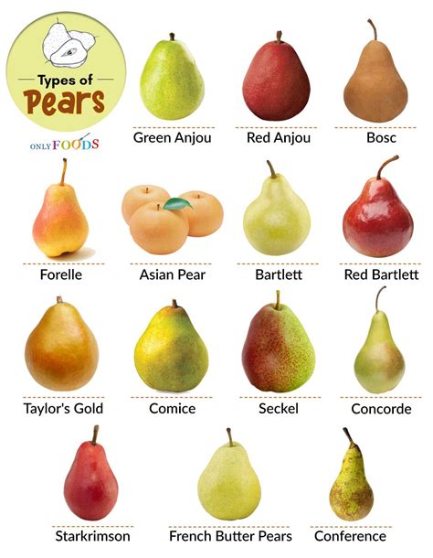 Asian Pear Varieties Chart