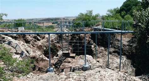 Australopithecus Africanus Sterkfontein Fossil Catalog Number