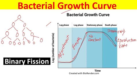 Bacterial Growth Chart