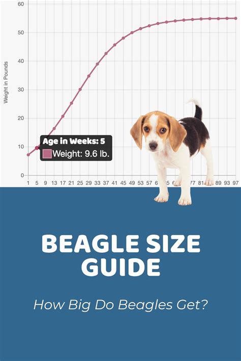 Beagle Size Chart