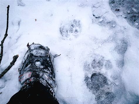 Bear Tracks Using The Browse Course Catalog Feature