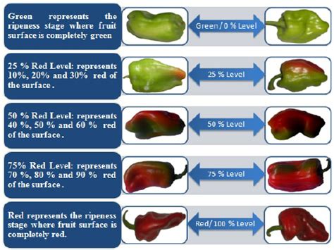 Bell Pepper Ripeness Chart