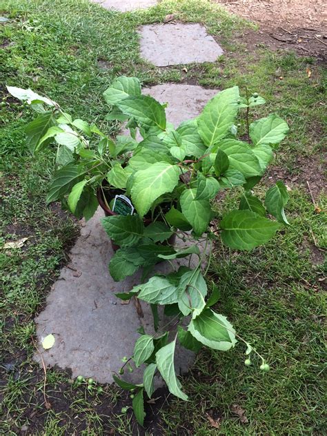 Bells Nursery Catalog