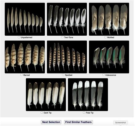 Bird Feather Identification Chart